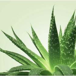 MIXGLISS Gel de massage Nuru Mixgliss Aloe Vera 250ml